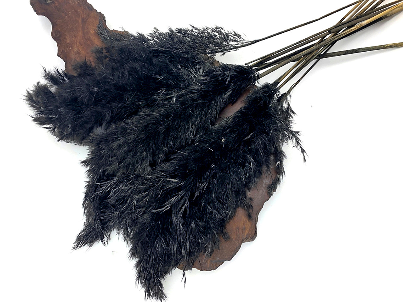 5 Pieces - 18-20 Dyed Black Preserved Dried Plume Pampas Reed Grass | Moonlight Feather